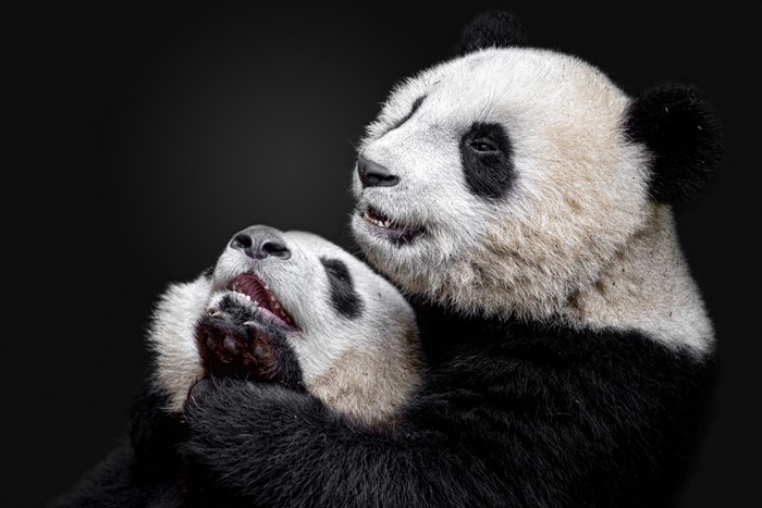 Two Pandas Playing Together