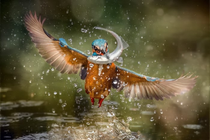 Common Kingfisher with a Fish in Flight