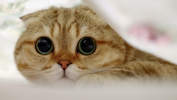 Scottish Fold cat with large round eyes peeking