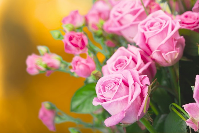 Pink Roses 4K