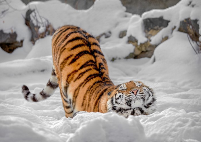 Tiger stretching in the snow