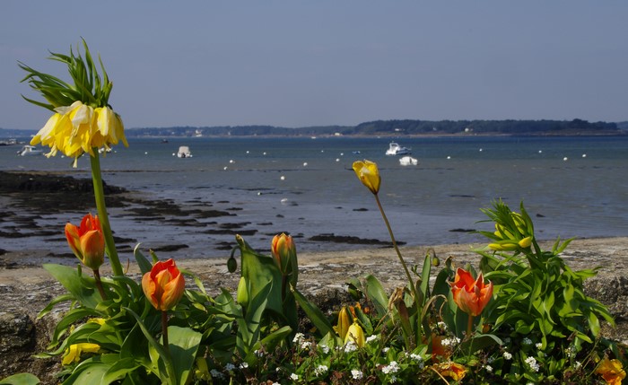 Flowers by the Coast with Boats