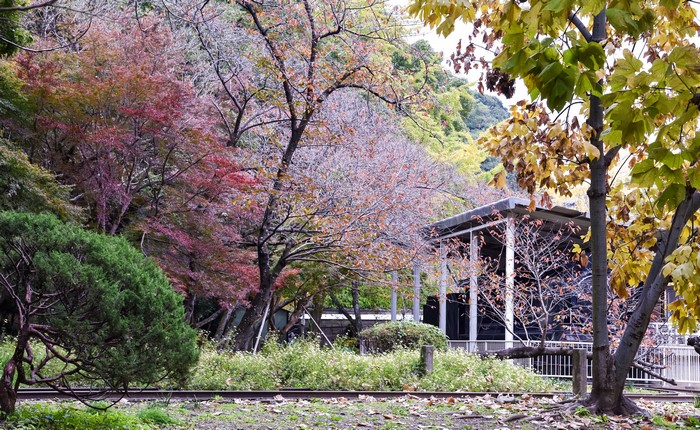 Autumn park with colorful trees and a building