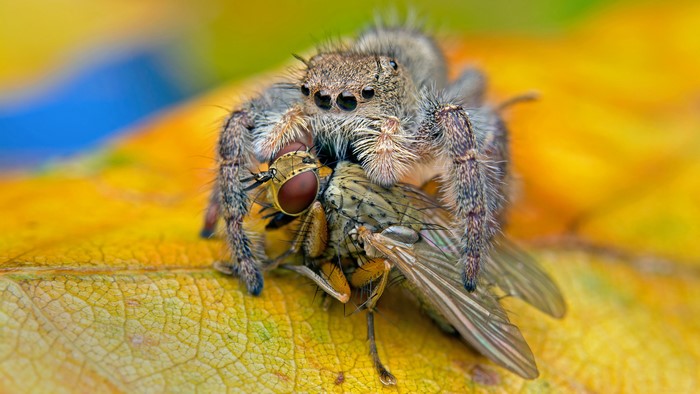 Jumping spider eating a fly