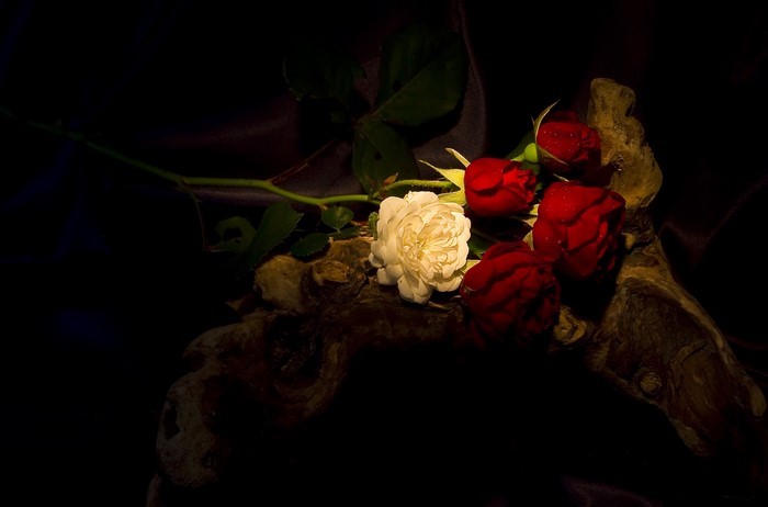 Red and white roses on driftwood