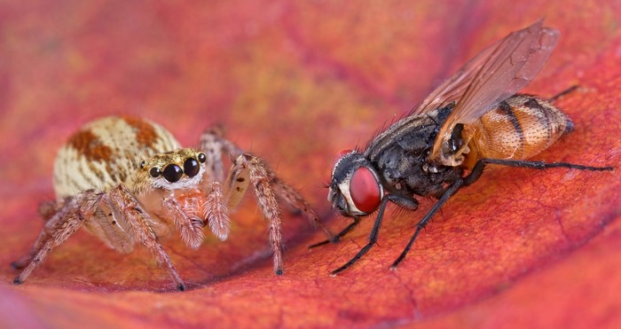 Spider hunting a fly on a red leaf