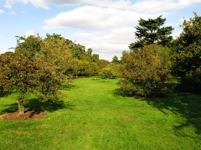 Trees and grass in a park on a sunny day