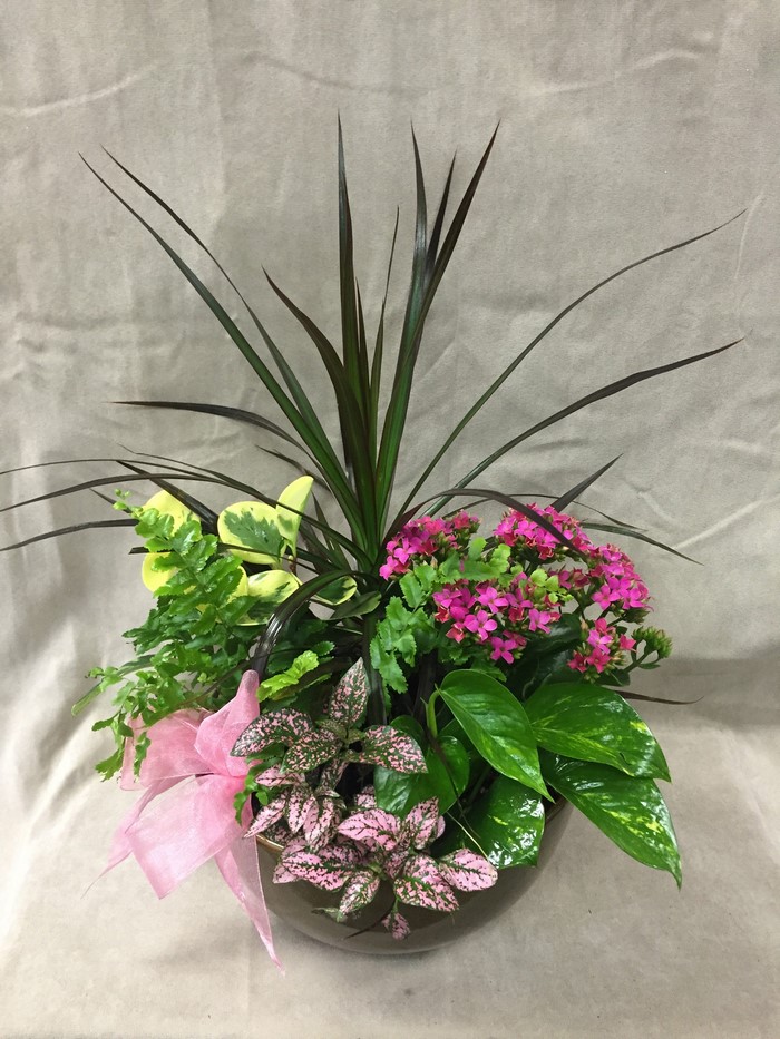 Assorted plants in a decorative pot with a pink bow