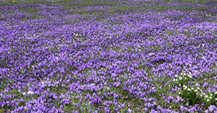 4K Field of Purple Crocuses