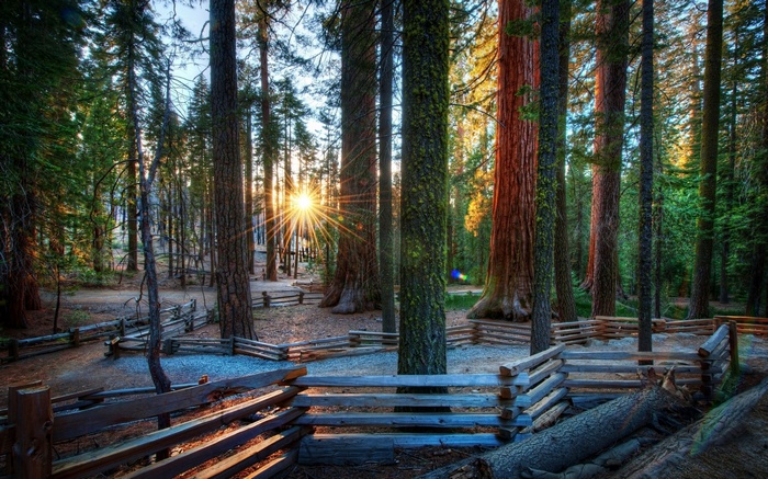 Sunlight streams through a redwood forest with wooden fences