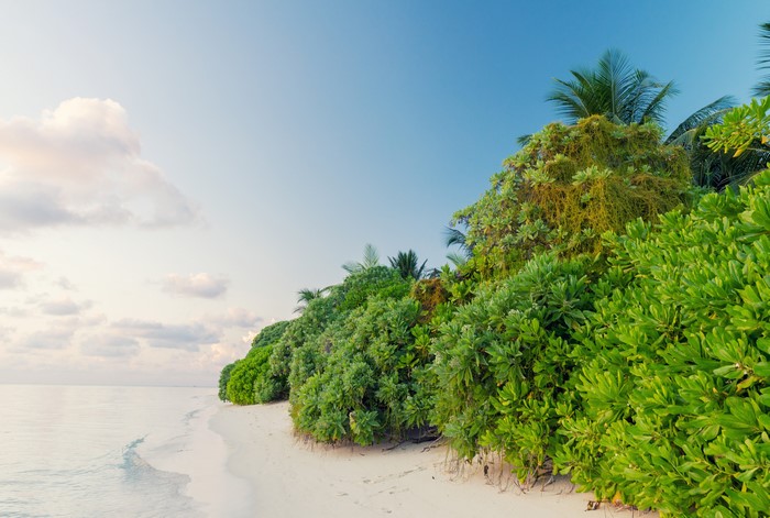 4K Thoddoo Maldives Coast Shrubs