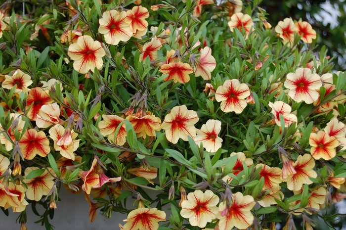 Calibrachoa flowers in bloom