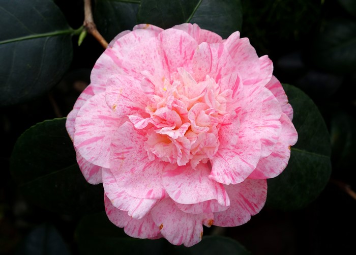 Pink Camellia flower with dark leaves