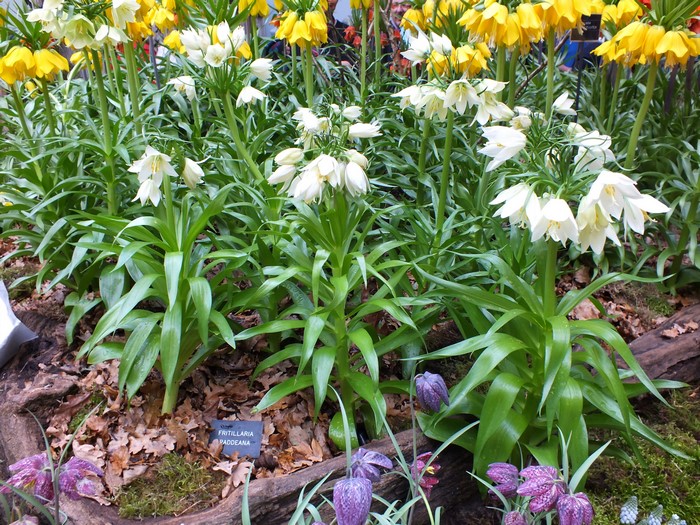 Fritillaria imperialis and Fritillaria meleagris flowers