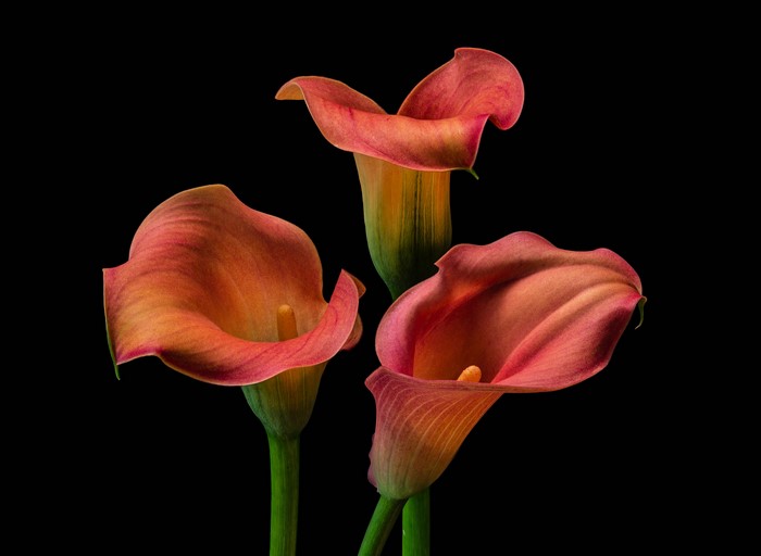 Three pink and orange calla lilies on a black background