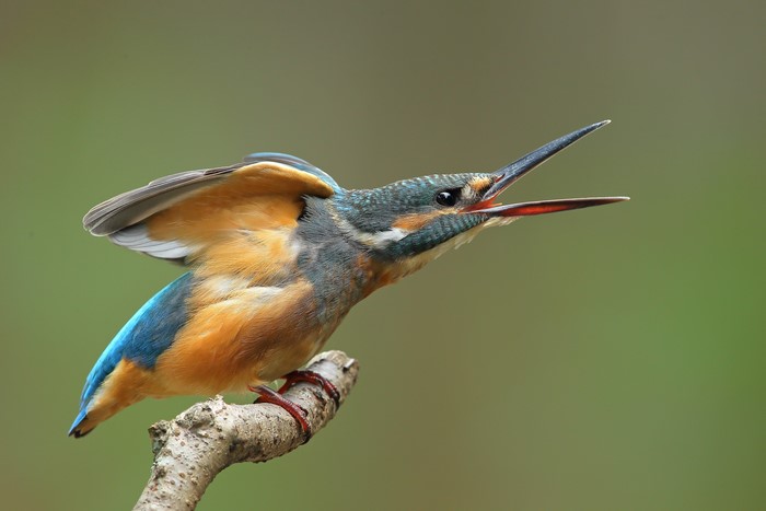 Common Kingfisher perched on a branch