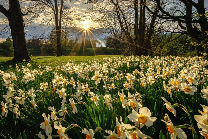 4K Spring Daffodils in Kassel, Germany