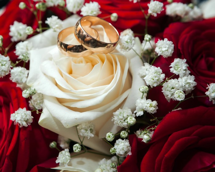 Two gold rings on a white rose with red roses and baby's breath