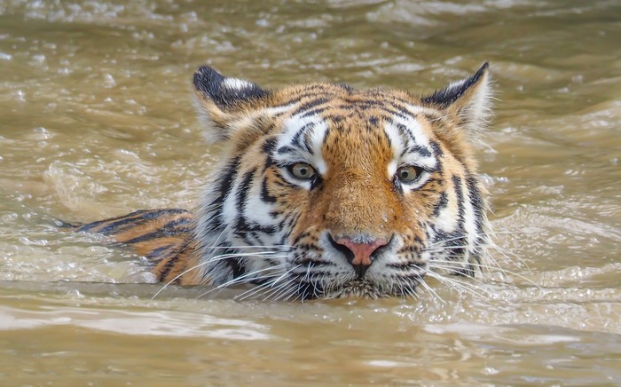 Tiger swimming in murky water