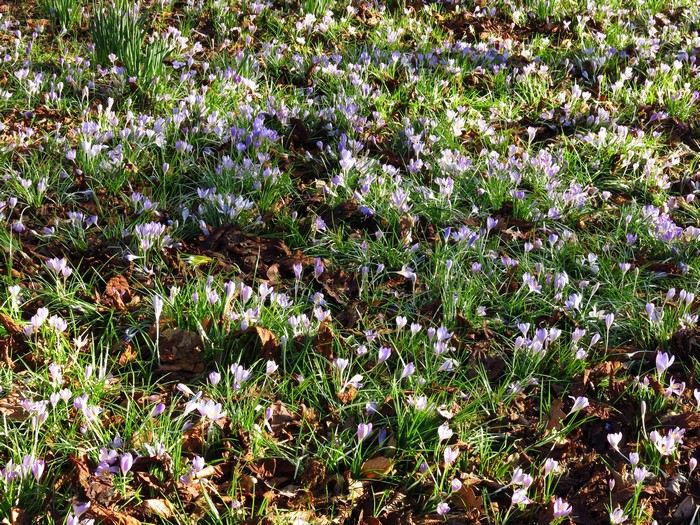 Field of purple crocuses in bloom