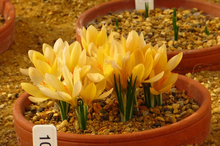 Yellow Crocuses in Pots