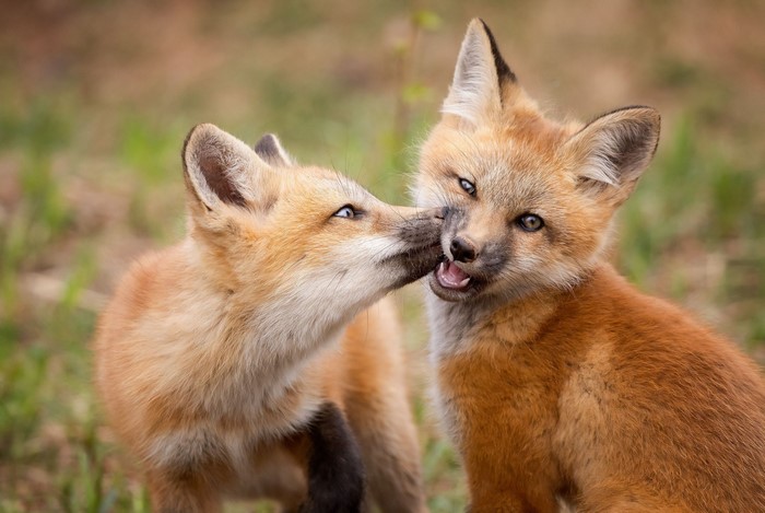 Two young foxes playing
