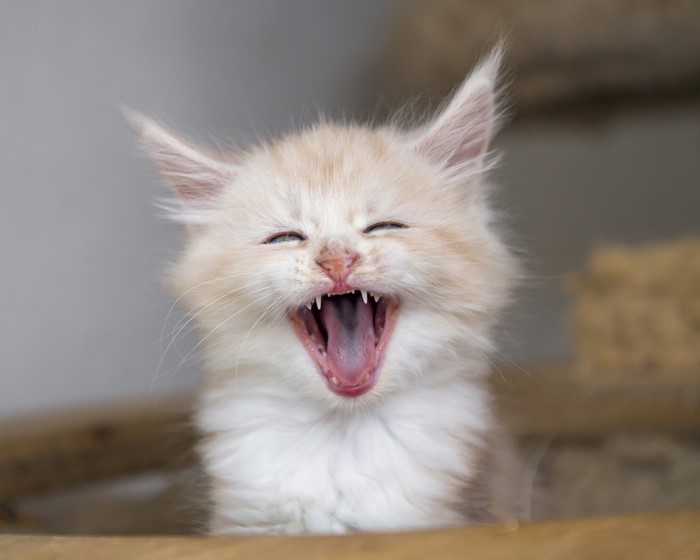 Fluffy kitten yawning widely
