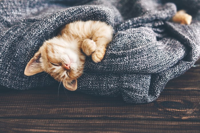 Orange kitten sleeping under a blanket