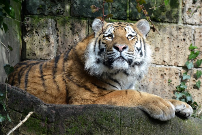 Tiger lying on a rock ledge