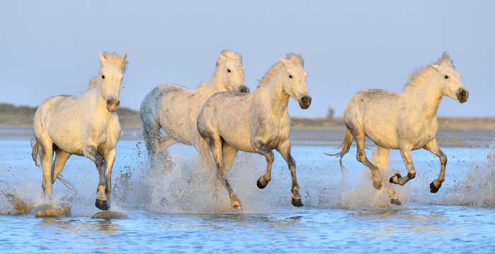 Four white horses running through water with splashes