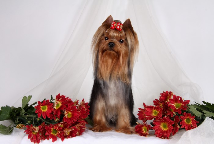 Yorkshire Terrier with Red Chrysanthemums and Bow