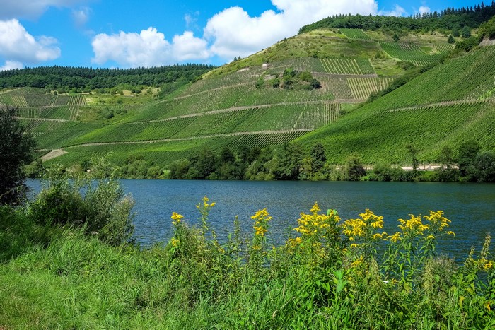 Vineyard on Moselle River in Germany