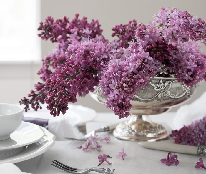 Lilac in a silver vase on a table