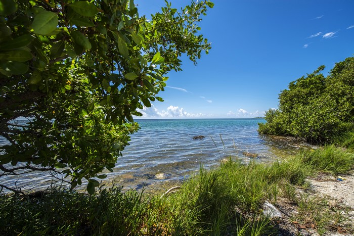 Florida Coastline with Trees and Ocean