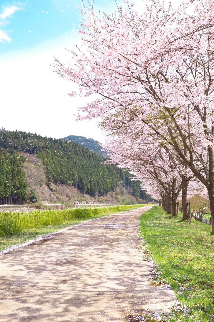 Cherry blossoms line a path with mountains in the background