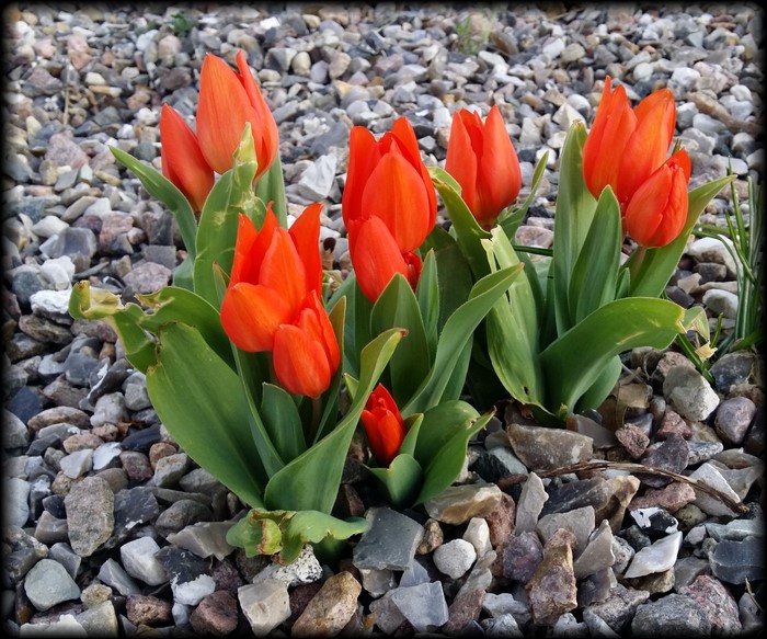 Orange Tulips Growing Among Stones