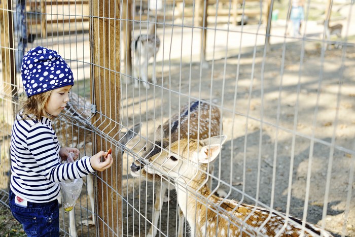 Girl feeding deer at a zoo