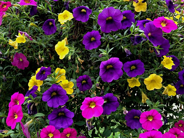 Purple, pink, and yellow petunias in bloom