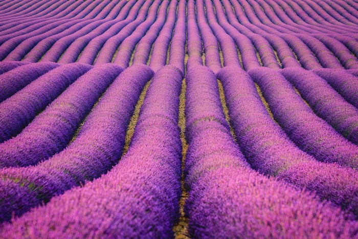 Rows of Lavender Fields