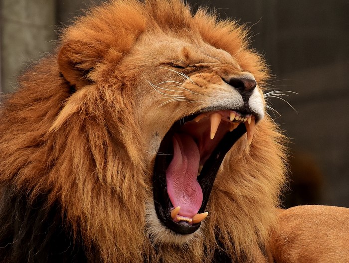 Lion yawning with sharp teeth and tongue visible