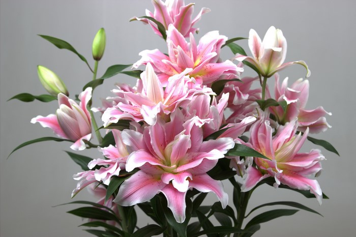 Pink lilies with green buds on a gray background