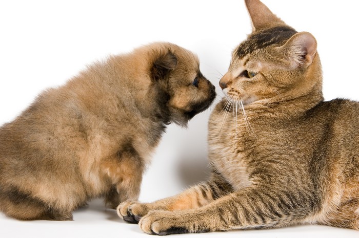 Puppy and cat face to face