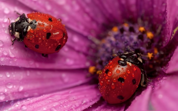 Two ladybugs on a purple flower with water drops