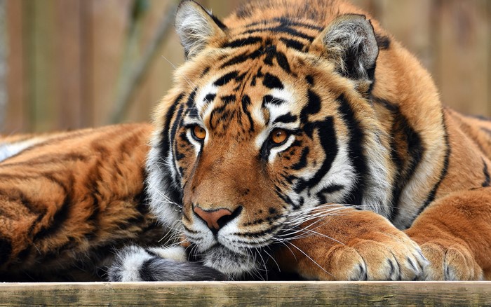 Tiger lying down on wooden surface