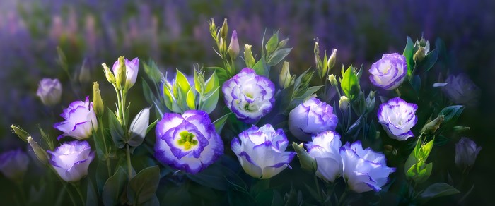 4K Eustoma flowers