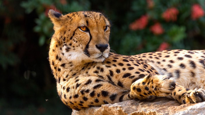 Cheetah resting on a rock with red flowers in background