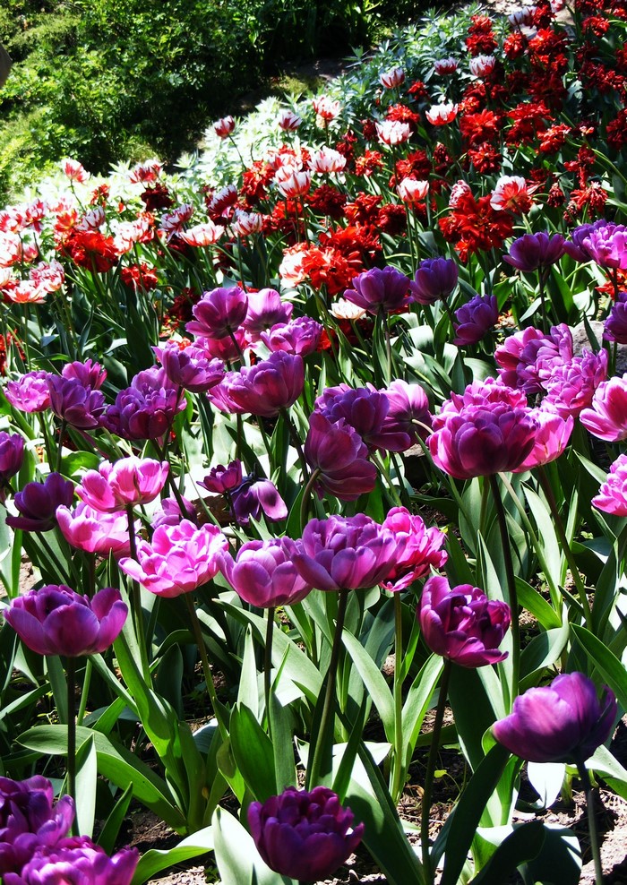 Purple and red tulips in a garden