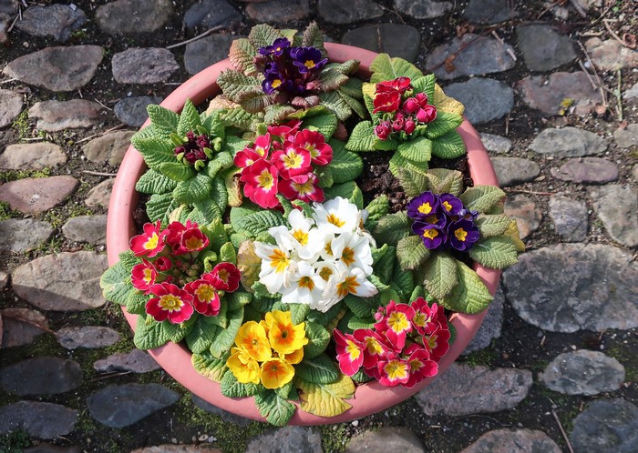Multicolor Primula flowers in a pink pot