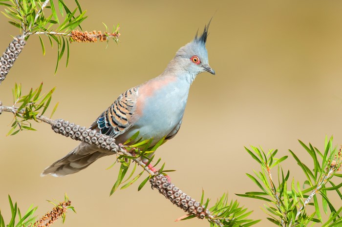 Crested Pigeon perched on a branch