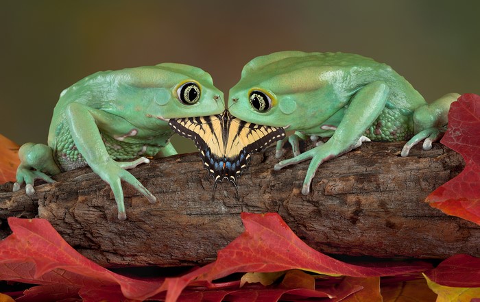 Two green frogs and a butterfly on a log